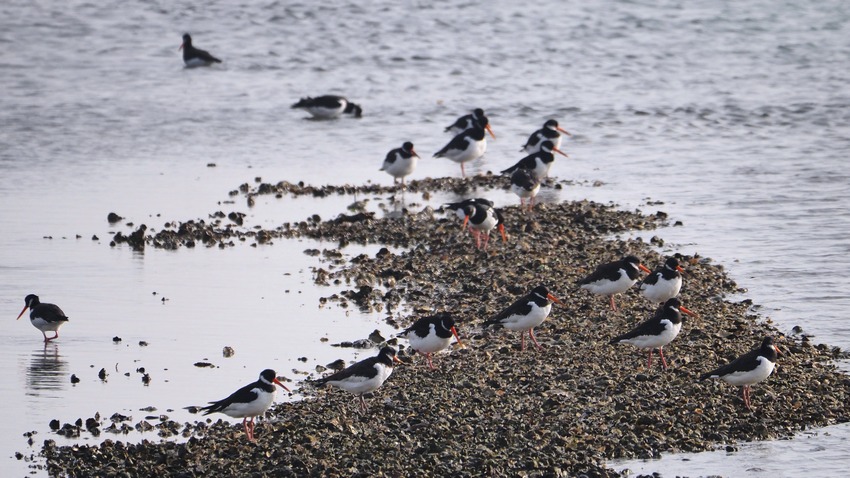 Beccaccia di mare  (Haematopus ostralegus)